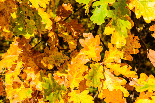 Background of the yellow oak leaves. Autumn concept