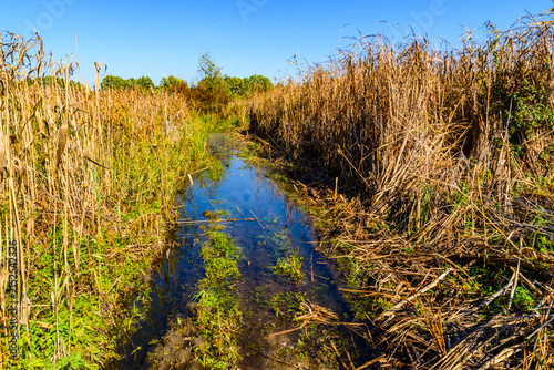 Bulrush plants in the swamp on summer