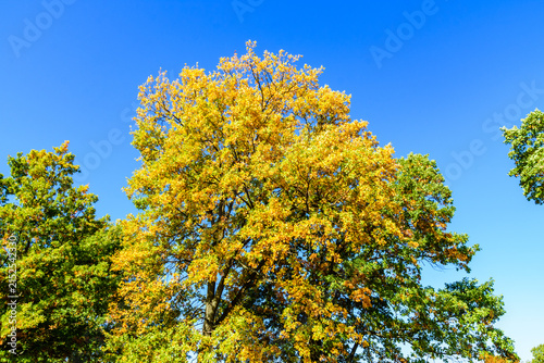 Yellow and green leaves on a big oak tree at autumn