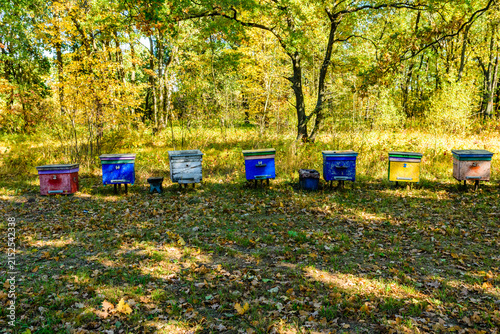 Multicolored bee hives at apiary in the forest