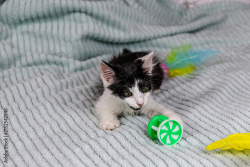 Little black and white kitten playing on a bed