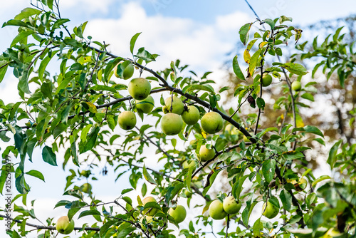 Green apples on branches of the apple tree