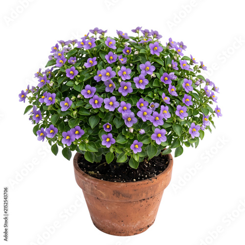 Exacum affine Persian violet plant with numerous small purple blooms and yellow centers in a terracotta pot, a vibrant indoor houseplant isolated on transparent background for decor.