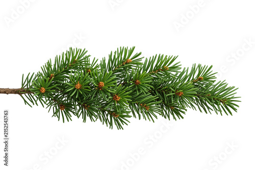 Horizontal fir branch with fresh green needles