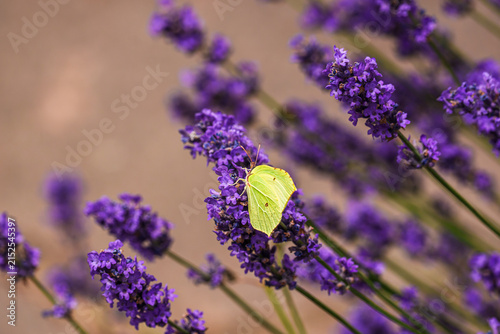 Brimstone butterfly resting on flowering true lavender, with delicate yellow wings surrounded by purple blossoms and a soft blurred background.