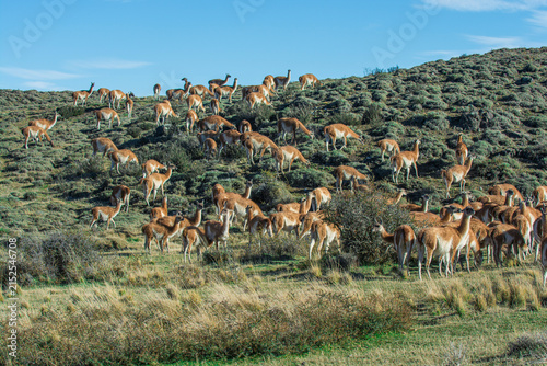 Guanacos grazing,Torres del Paine National Park, Patagonia, Chile.