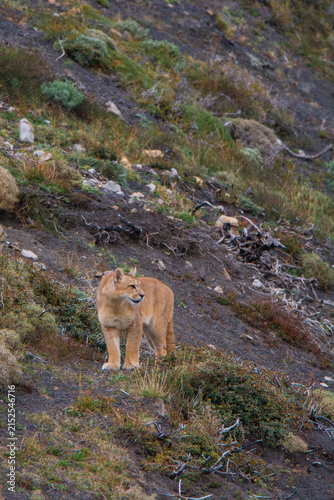 Puma walking in mountain environment, Torres del Paine National Park, Patagonia, Chile.