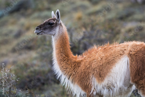 Guanacos in Andes environment, Torres del Paine National Park, Patagonia, Chile.
