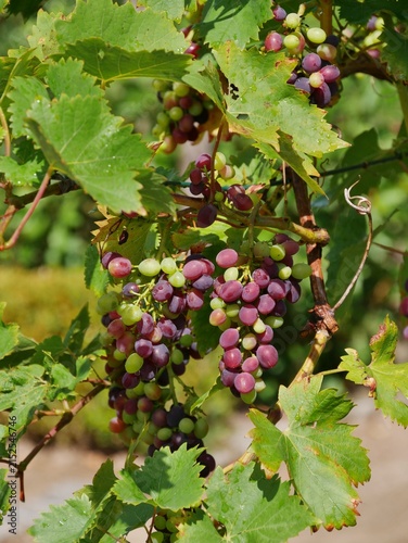 Foto Weinreben mit Trauben