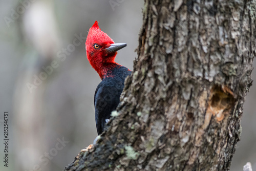 Magellanic Woodpecker, Campephilus magellanicus, Torres del Paine National Park, Chile.
