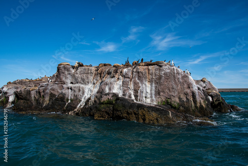 South American  Sea Lion (Otaria flavescens) on a rock, Isla Pinguino, Santa Cruz Province, Patagonia, Argentina