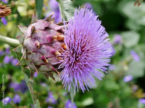 lila Blüte einer Artischocke