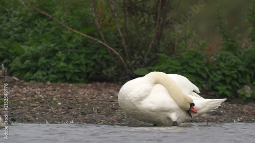 An adult mute swan (Cygnus olor) preening its feathers while standing in shallow water.