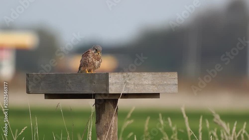 A male common kestrel (Falco tinnunculus) stretching its wings.
