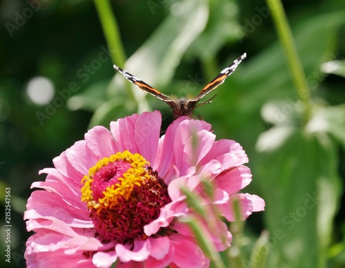 Rosafarbene Zinnie (Zinnia elegans)