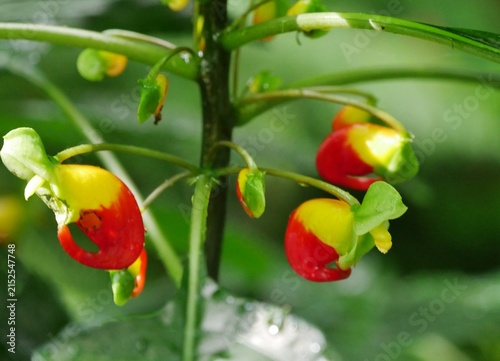 Kongo-Lieschens (Impatiens niamniamensis)