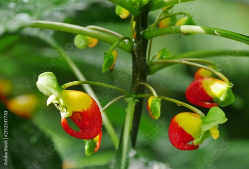 Kongo-Lieschens (Impatiens niamniamensis)