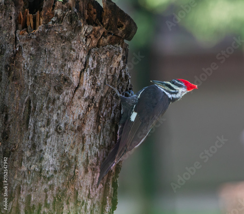 Quadro su tela A wild pileated woodpecker (dryocopus pileatus) clinging to a decaying tree trunk in forest