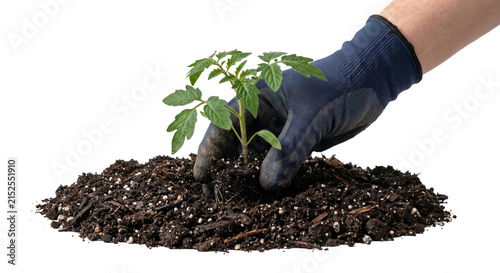 Obraz na plátně Gardener's gloved hand carefully plants a young tomato seedling in rich soil