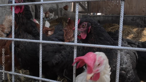 A hen in a coop with an outdoor run, inside a straw-lined enclosure