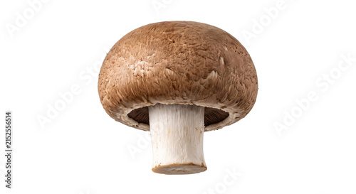 Canvastavla A single brown portobello mushroom with visible gills and stem