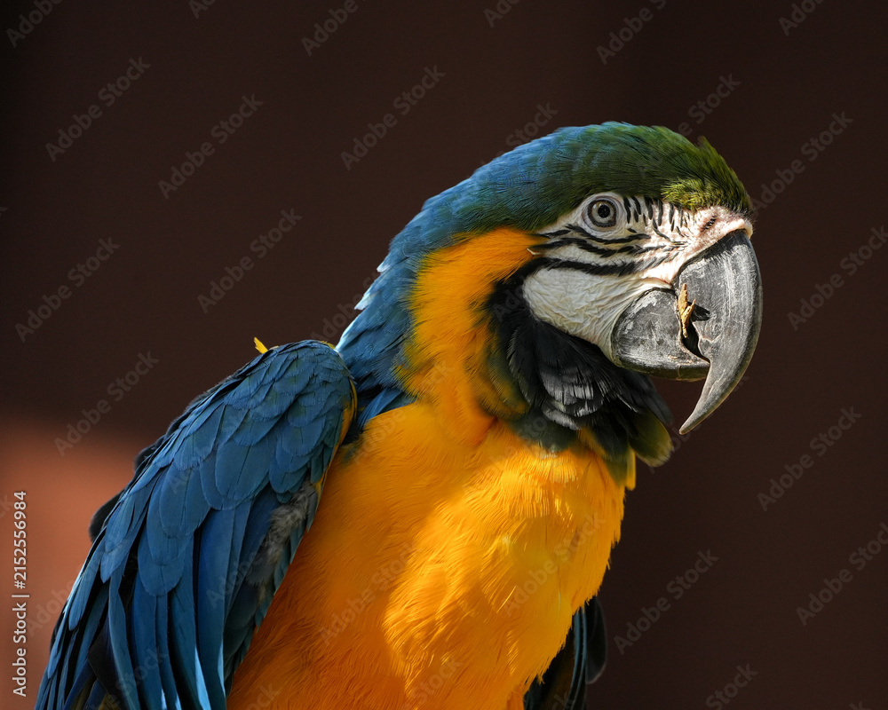 Fototapeta premium Closeup of a blue and yellow macaw
