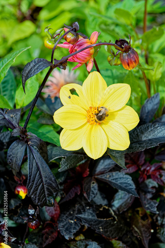 Bumblebee Pollinating Yellow Dahlia with Dark Bronze Foliage