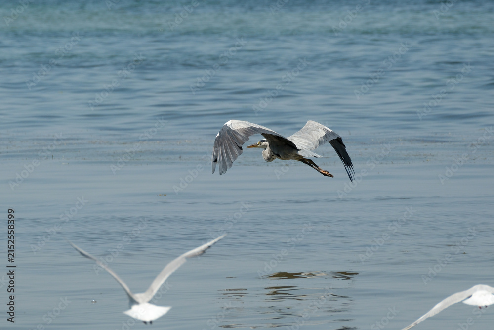 Obraz premium A grey heron flying over the sea.