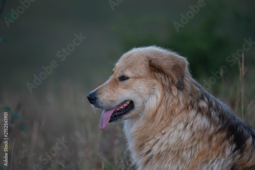 Loyal dog sitting on a hillside overlooking a misty mountain valley at sunrise