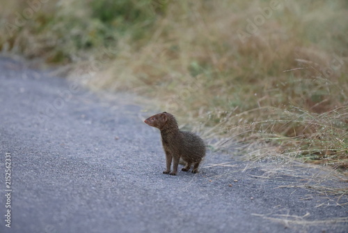 Cuadro en lienzo The common dwarf mongoose (Helogale parvula) is a mongoose species