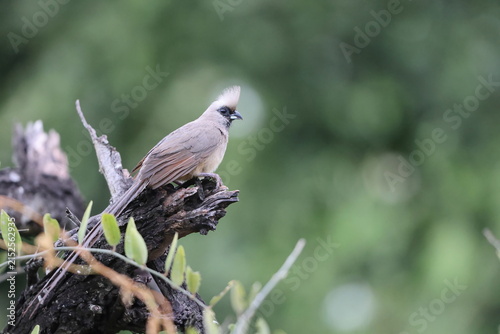 The speckled mousebird (Colius striatus minor) is the largest species of mousebird, as well as one of the most common. This photo was taken in Kruger National Park, South Africa.