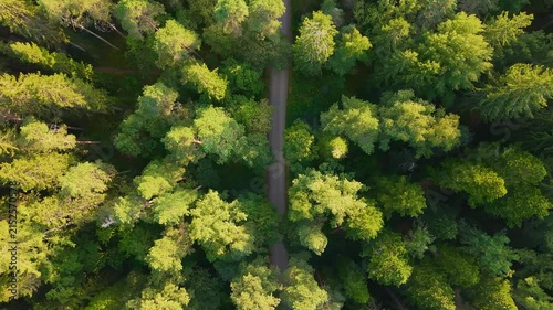 Drone following a road in dense forest from sky