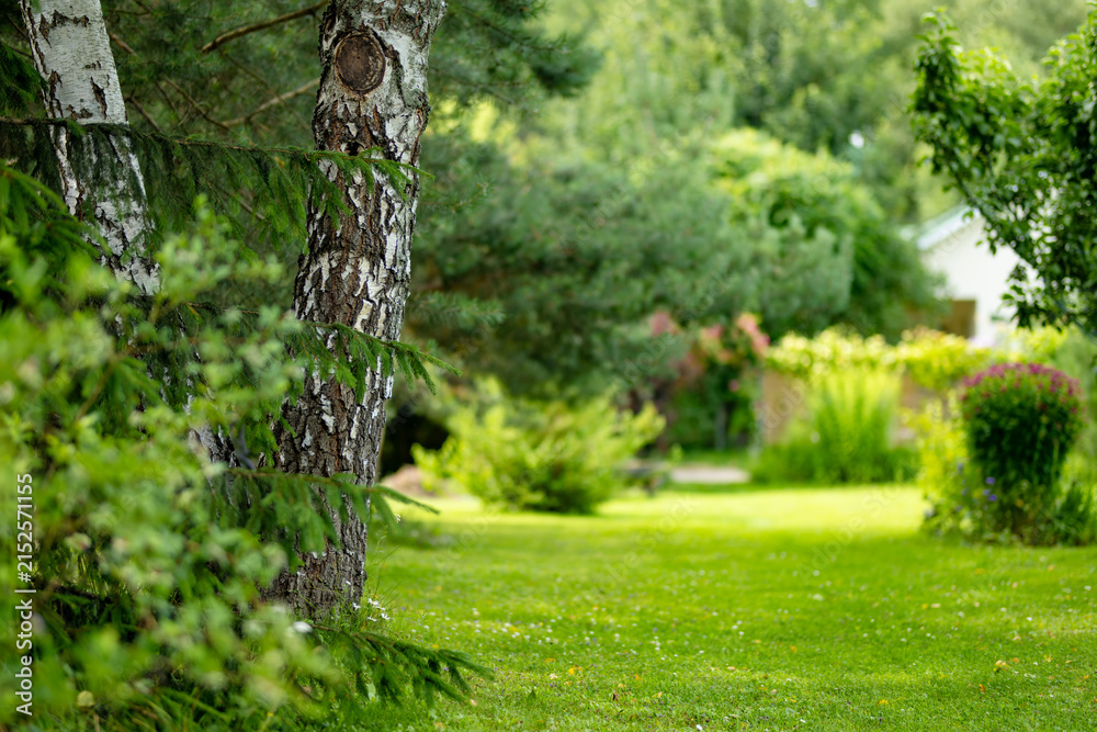 Obraz premium Lush landscaped garden with green lawn, mature trees and ornamental shrubs around a country home. Peaceful summer backyard creates a well maintained natural outdoor living space.