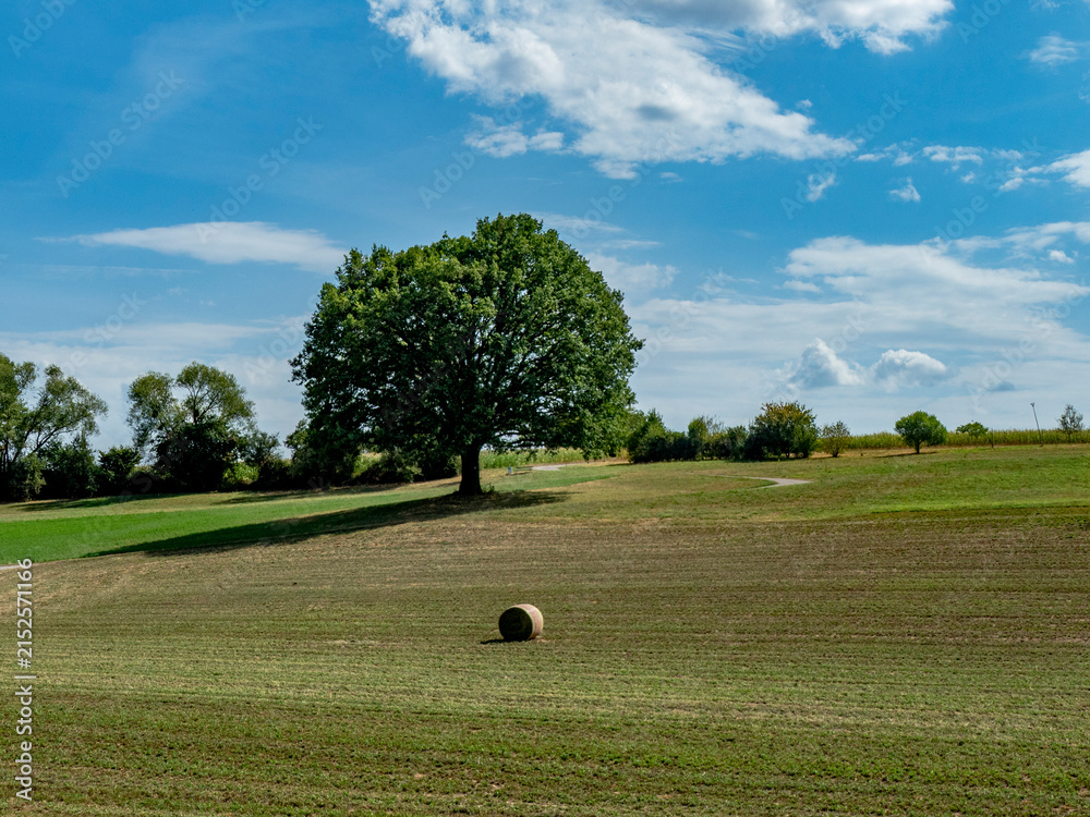Fototapeta premium Gr0ße Linde im Sommer