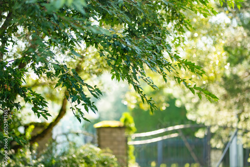 Green maple tree branches glow in warm summer sunlight. Delicate foliage and soft bokeh create a peaceful natural garden background.