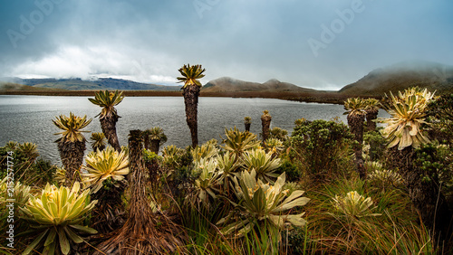 Laguna El Voladero, El Voladero lagoon in the El Angel Ecological Reserve with frailejones (Espeletia), Ecuador