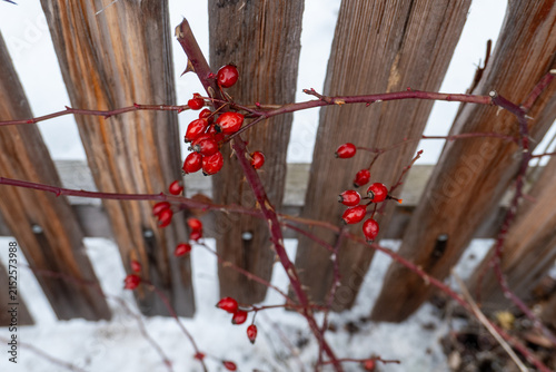 Red rosehip berries are seen growing on a branch. The branch is near a wooden fence. The ground is covered with snow and the scene is chilly. The setting shows a winter day.