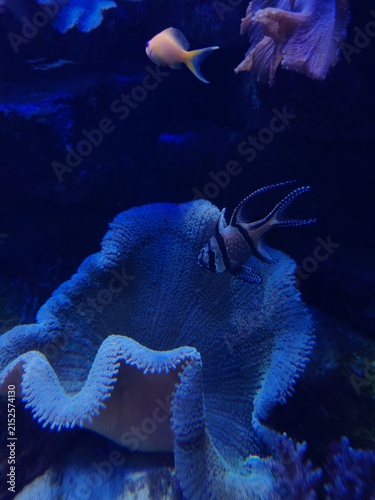 Colorful underwater reef with coral, sponge, seaweed, sandy seabed and neon tropical fish in a vibrant marine ecosystem