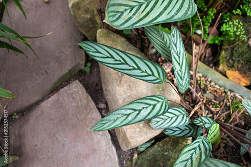 Explore the beauty of striped ctenanthe leaves in a tranquil garden setting