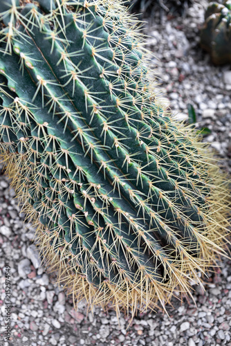 Exploring the intricate beauty of a majestic cactus in a sunlit desert landscape
