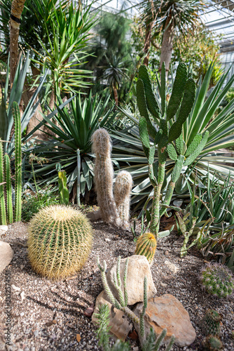Exploring the vibrant world of cacti in a lush indoor garden setting