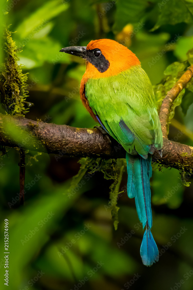 Fototapeta premium Rufous motmot, Baryphthengus martii perched on a branch in the cloud forest of Milpe, Mindo near Quito, Ecuador. 