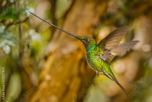 Sword-billed Hummingbird, Ensifera ensifera, popular long beak hummingbird from Andean slopes of South America, Yancocha reserve, Ecuador
