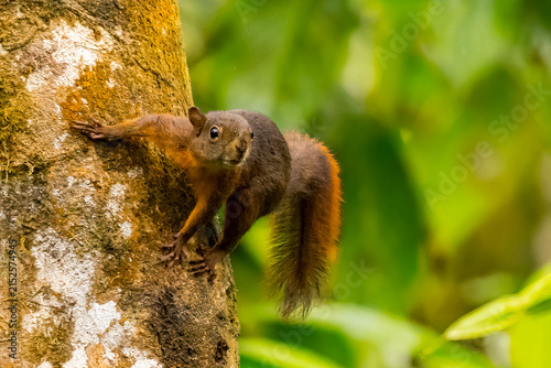 Red-tailed squirrel, Sciurus granatensis hanging on the tree, Mindo, Ecuador
