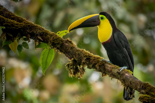 Choco toucan, Ramphastos brevis a Colombia, Ecuador endemic, perching on a tree branch in forest, Milpe, Mindo, Ecuador
