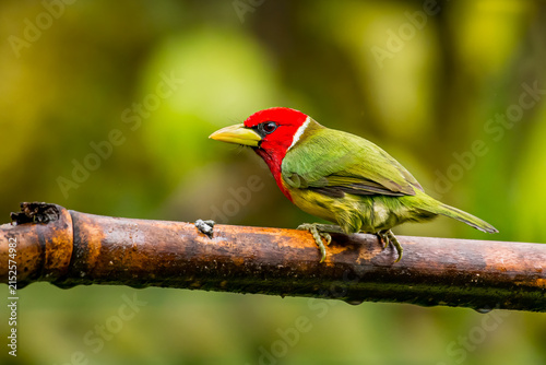 Red headed Barbet (Eubucco bourcierii), exotic bird from Ecuador. Mountain bird in green rain forest. Milpe, Mindo, Ecuador