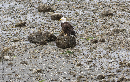 Almost Mature Bald Eagle on a Rok - Liberty Bay Waterfront Park in Paulsbo WA