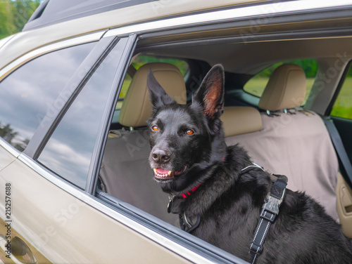 Black, Rescued Dog in a Car on a Road Trip