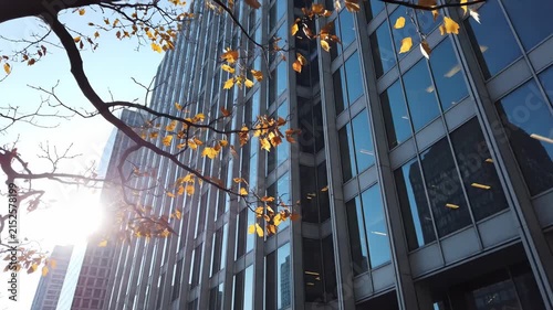 Autumn City View: Yellow leaves against glass skyscraper, ideal for urban business concepts.