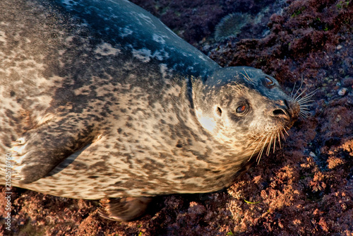 Foto Harbor Seal in la Jolla Cove, California